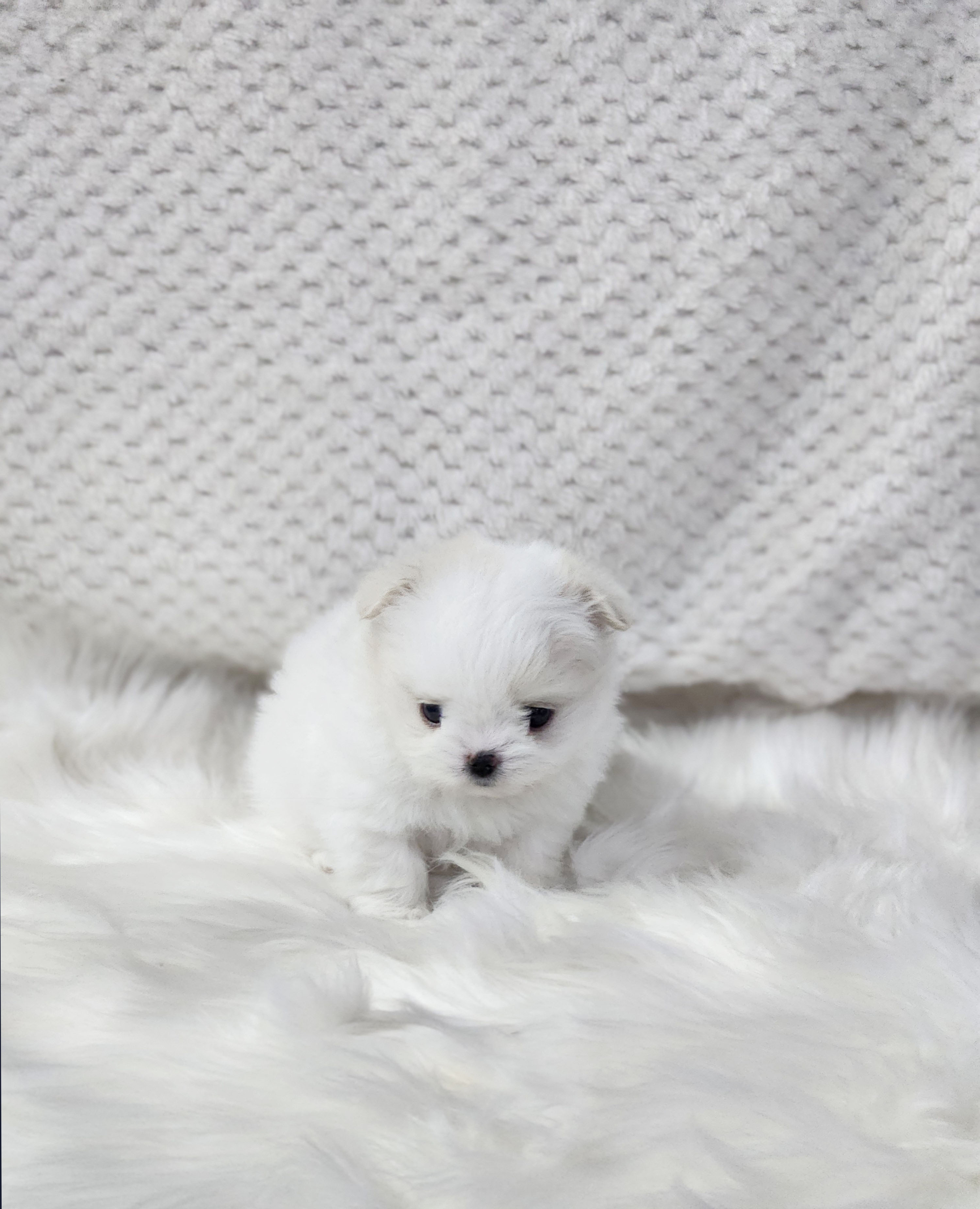 말티폼(이벤트가)